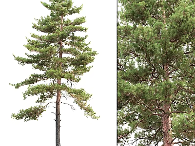 Decorative Pine Tree Ornament Set With Two Trees Isolated On White And Natural Background 3d model