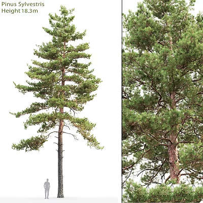Decorative Pine Tree Ornament Set With Two Trees Isolated On White And Natural Background 3d model