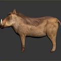 Realistic Warthog 3D Model With Brown Fur And Curved Tusks In Standing Pose