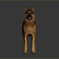 Alert German Shepherd Dog Standing in Neutral Gray Background with Brown Black Coat