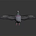 Gray Pigeon With Purple Chest Standing On White Background With Spread Wings