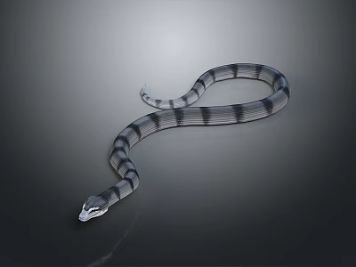 Long Black and White Striped Curved Snake on Gray Surface 3d model