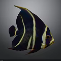 Colorful Angelfish With Black Yellow White Stripes And Vibrant Fins On Dark Background