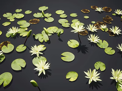 Aquatic Plants White Water Lilies And Green Lily Pads Floating On Dark Water Surface 3d model
