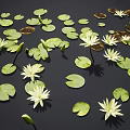 Aquatic Plants White Water Lilies And Green Lily Pads Floating On Dark Water Surface