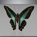 Brown Butterfly With Turquoise Green Spots And White Wing Areas On Gray Background With Reflection