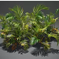 Lush Green And Yellow Palm Leaves With Vibrant Foliage And Natural Shadows