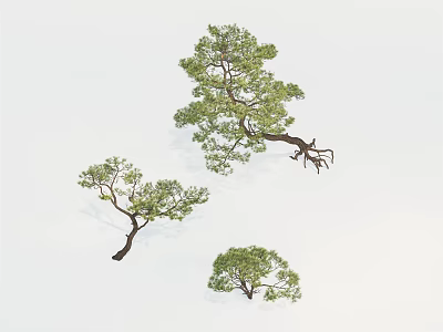 Three Various Green Leafy Trees With Distinct Shapes And Natural Branches 3d model