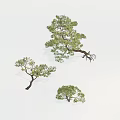 Three Various Green Leafy Trees With Distinct Shapes And Natural Branches