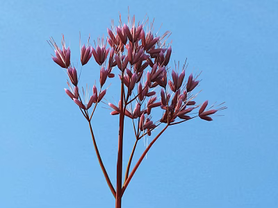 Vibrant Pink Flowers With Red Stems Against Clear Blue Sky Background 3d model