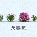 Periwinkle Flowers With Pink And White Blooms And Green Leaves In Various Sizes