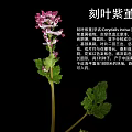 Pink Purple Flowering Plant With Green Leaves On Black Background