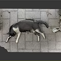 Black and White Cat Lying on Brick Pavement with Broken Cement Edges and Plastic Bottle