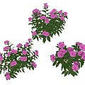 Purple Flowers With Green Leaves Growing In Decorative Garden Clusters