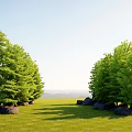 Natural Plant Combination With Tall Green Trees Green Grass And Stones In Open Landscape