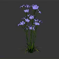 Purple Blooming Flowers With Green Stems And Leaves On Dark Background