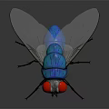 Fly With Red Eyes Blue Body Transparent Wings And Black Legs On Dark Background