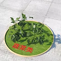 Vegetable Category Display With Circular Green Mat And Fresh Leafy Plants