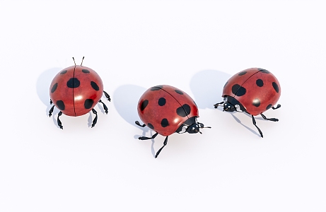 Modern Coccinella septempunctata insect 3d model