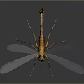 Bright Orange Bodied Dragonfly With Transparent White Wings Against Dark Background