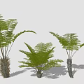 Various Sizes of Fern Plants with Lush Green Fronds for Home Decoration