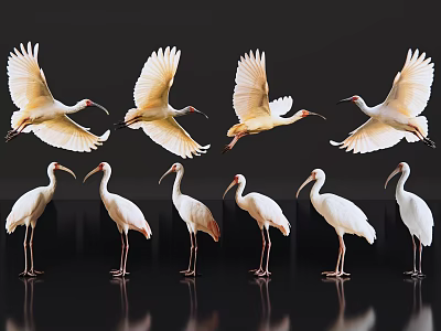 White Egrets Flying And Standing On Black Background With Reflections 3d model