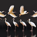 White Egrets Flying And Standing On Black Background With Reflections 3d model