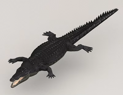 Aquatic Animal Crocodile With Open Mouth Sharp Teeth Black Skin And Swimming Posture 3d model