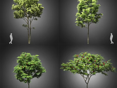 Different Types of Arbor Trees With Green Foliage Red Fruits and Varied Canopies 3d model