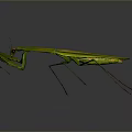 Green Praying Mantis with Extended Forelegs and Long Legs on Dark Background