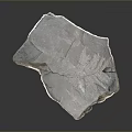 Unique High Quality Natural Wood Stone With Detailed Fern Fossil Imprints