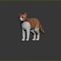 Orange striped and white cat standing on reflective black surface with gray background