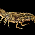 Close Up View Of Spotted Brownish Lobster With Claws And Legs On Black Background