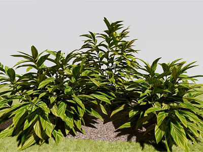 Green Plants With Lush Vibrant Leaves And Dense Clumping Growth In Outdoor Garden 3d model