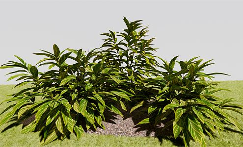 Modern Plants Flowers and Plants Yanshan Ginger Big Leaf Grass Mountain Ginger Flower 3d model