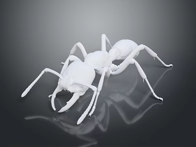 Realistic Detailed White Ant with Extended Legs on Reflective Black Surface 3d model