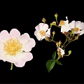 Pink And White Flower Blooms With Buds And Green Leaves On Black Background
