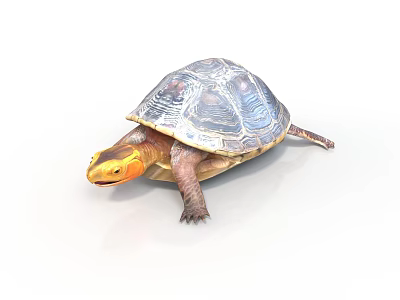 Colorful Shell Yellow Head Freshwater Turtle Vibrant Detailed Close Up View 3d model