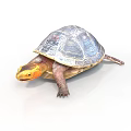 Colorful Shell Yellow Head Freshwater Turtle Vibrant Detailed Close Up View