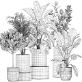 Green Plants In Golden Pots Of Various Sizes With Large Tropical Leaves For Garden Decor