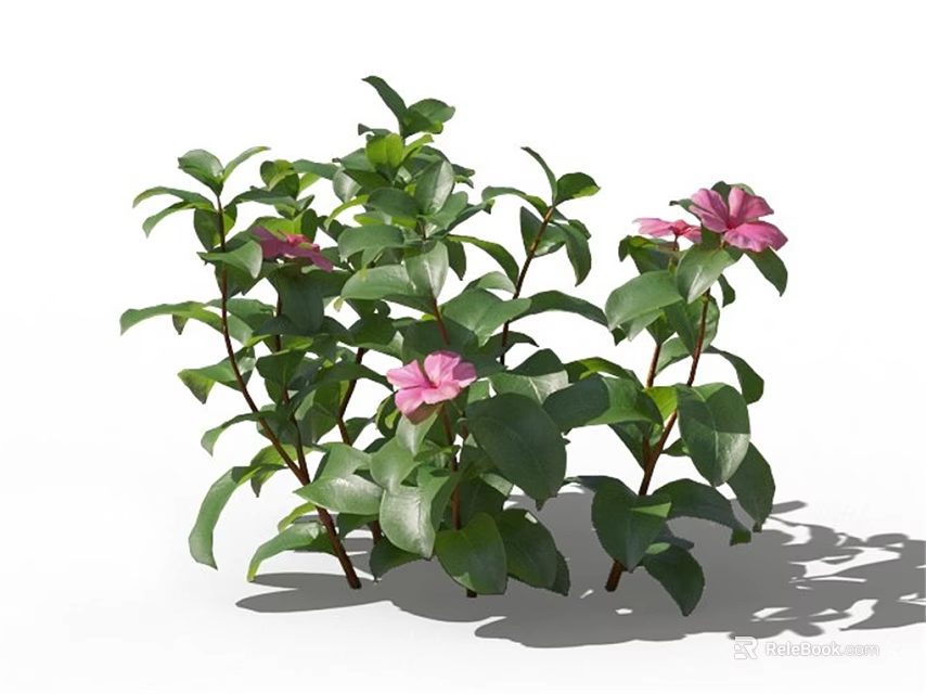 Lush Green Leafy Plant With Pink Flowers And Dense Foliage 3d model 