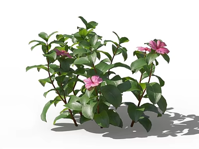 Lush Green Leafy Plant With Pink Flowers And Dense Foliage 3d model