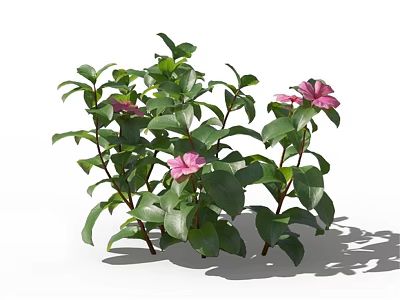 Lush Green Leafy Plant With Pink Flowers And Dense Foliage 3d model