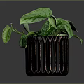 Variegated Green Plant in Black Pot with Copper Stripes on Dark Background
