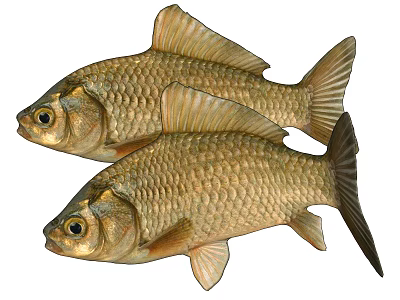 Modern Crucian 3d model
