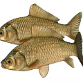 Two Golden Scaled Aquatic Fish With Streamlined Bodies Fins And Shiny Features