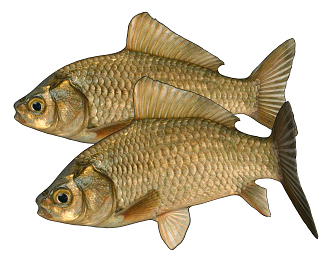 Modern Crucian 3d model