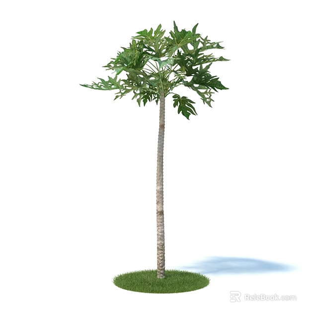 Tall Tree with Slender Trunk Lush Green Leaves on Grass Base and Shadow 3d model 