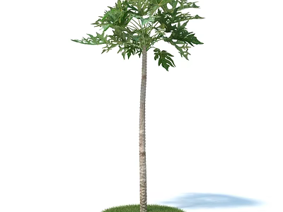 Tall Tree with Slender Trunk Lush Green Leaves on Grass Base and Shadow 3d model