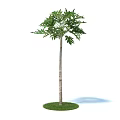 Tall Tree with Slender Trunk Lush Green Leaves on Grass Base and Shadow
